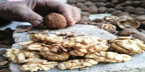 تصویر 3 از خرید گردو پوست کاغذی تویسرکان + قیمت فروش استثنایی