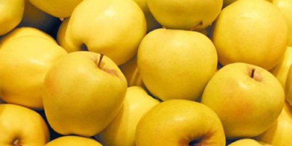 تصویر 4 از خرید سیب زرد سمیرم + قیمت فروش استثنایی