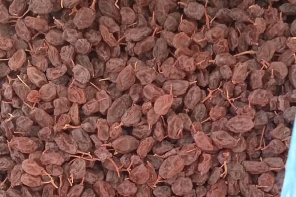 تصویر 4 از قیمت خرید کشمش آفتابی ملایر + فروش ویژه