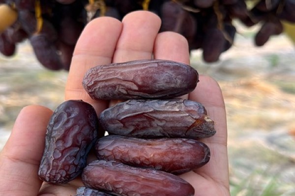 تصویر 4 از خرید خرما پیارم کیلویی + قیمت فروش استثنایی