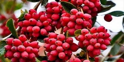 تصویر 5 از خرید و قیمت زرشک دانه اناری + فروش عمده