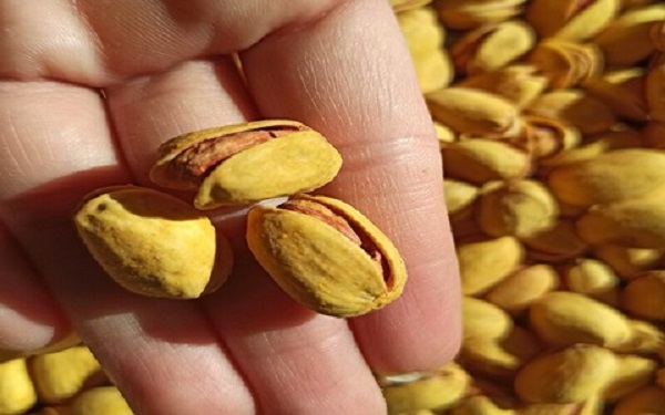 تصویر 3 از خرید و قیمت پسته کله قوچی زعفرانی + فروش صادراتی