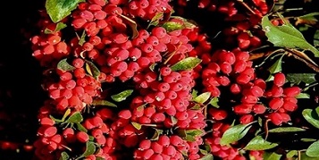 تصویر 3 از خرید و قیمت زرشک کوهی لرستان + فروش عمده