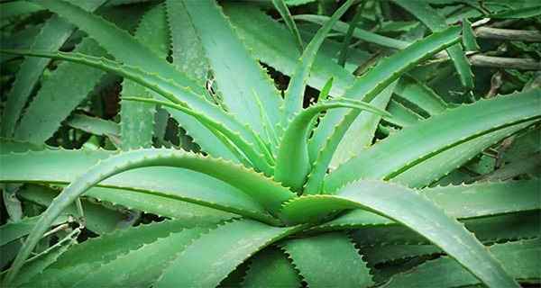 تصویر 2 از قیمت گیاه آلوئه ورا اصل با کیفیت ارزان + خرید عمده
