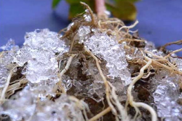 تصویر 1 از فروش خاک ژله ای عمده + قیمت خرید به صرفه