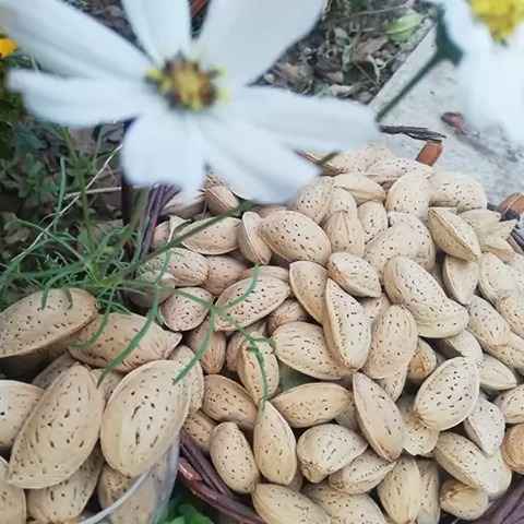 قیمت بادام درختی تازه + خرید باور نکردنی