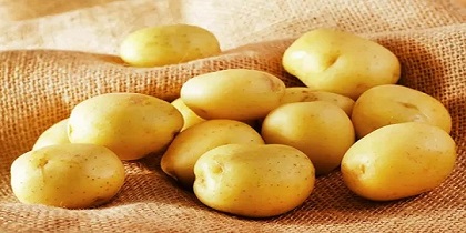 تصویر 4 از خرید و قیمت سیب زمینی اردبیل + فروش عمده