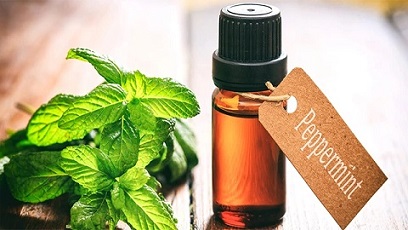 تصویر 1 از قیمت خرید اسانس نعناع فلفلی + فروش ویژه