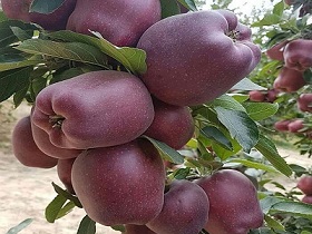 تصویر 1 از خرید سیب قرمز تو سرخ + قیمت فروش استثنایی
