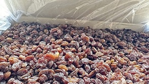 تصویر 2 از قیمت خرید کشمش آفتاب خشک با فروش عمده