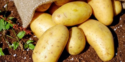 تصویر 2 از خرید سیب زمینی اصفهان + قیمت فروش استثنایی