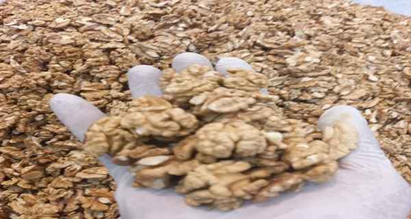 تصویر 5 از فروش مغز گردو تویسرکان + قیمت خرید به صرفه