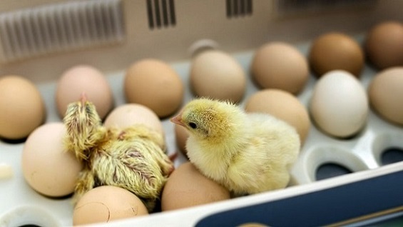 تصویر 2 از قیمت شانه تخم مرغ 42 تایی + پخش تولیدی عمده کارخانه
