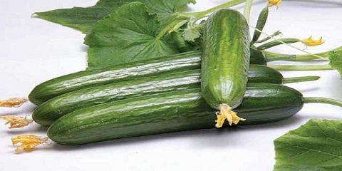 تصویر 5 از قیمت روز خیار سبز تازه