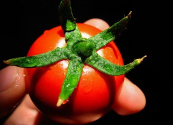 تصویر 4 از قیمت رب گوجه خانگی اصفهان  با کیفیت ارزان + خرید عمده