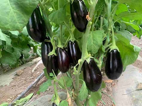 تصویر 2 از خرید بادمجان لامپی صادراتی + قیمت فروش استثنایی