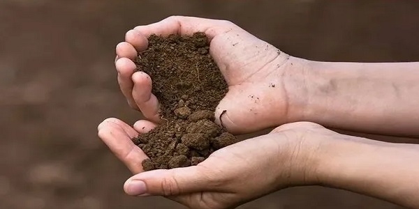 تصویر 3 از قیمت خاک پرومکس ملکه + خرید باور نکردنی