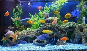 تصویر 2 از قیمت خرید خوراک ماهی زینتی + فروش ویژه
