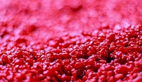 تصویر 5 از قیمت خرید زرشک زیر تالاری مرغوب + فروش ویژه