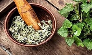 تصویر 1 از قیمت خرید گیاه گزنه خشک با فروش عمده