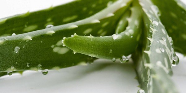 تصویر 4 از قیمت خرید گیاه آلوئه ورا اصل + فروش ویژه