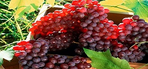 تصویر 5 از قیمت انگور سیاه یاقوتی شیراز  + خرید باور نکردنی