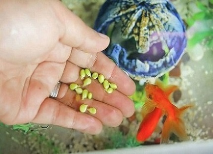 تصویر 5 از راهنمای خرید خوراک ماهی آکواریومی + قیمت عالی