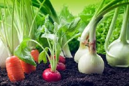 تصویر 4 از فروش صیفی جات کم آب بر  + قیمت خرید به صرفه