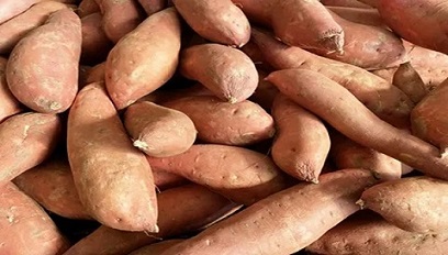 تصویر 1 از قیمت خرید سیب زمینی شیرین + فروش ویژه