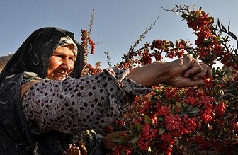 تصویر 2 از فروش زرشک کوهی لرستان  + قیمت خرید به صرفه