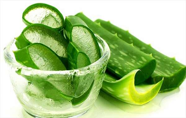 تصویر 1 از خرید و قیمت گیاه آلوئه ورا ابلق + فروش عمده
