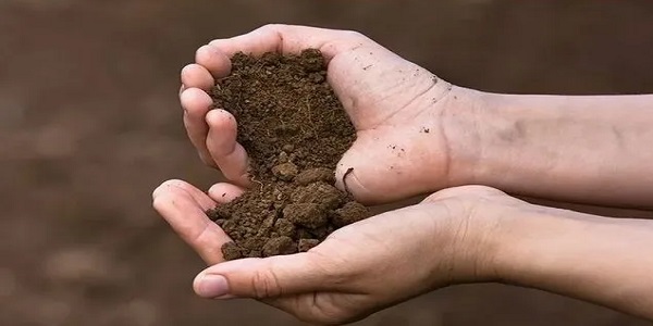 تصویر 2 از خرید خاک گلدان پتوس + قیمت فروش استثنایی