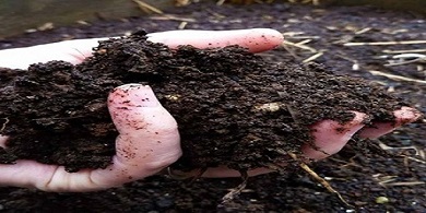 تصویر 4 از خرید خاک گلدان پتوس + قیمت فروش استثنایی
