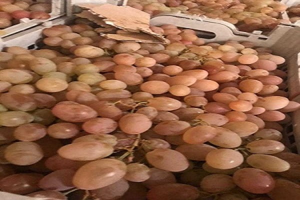 تصویر 5 از خرید و قیمت انگور زمستانی شاهرود + فروش عمده