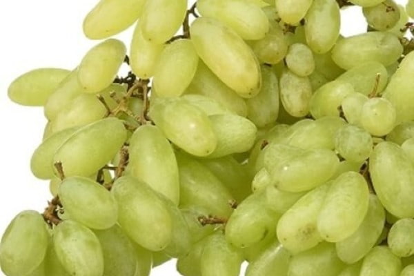 تصویر 3 از خرید و قیمت انگور زمستانی شاهرود + فروش عمده