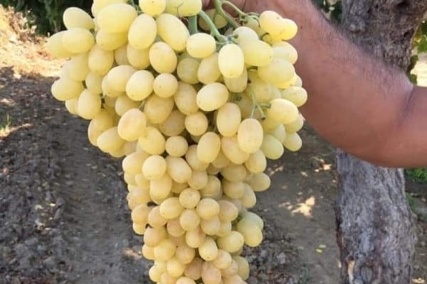 تصویر 2 از خرید و قیمت انگور زمستانی شاهرود + فروش عمده