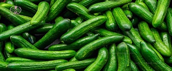 تصویر 3 از فروش  خیار سبز صادراتی  اصفهان+ قیمت خرید به صرفه