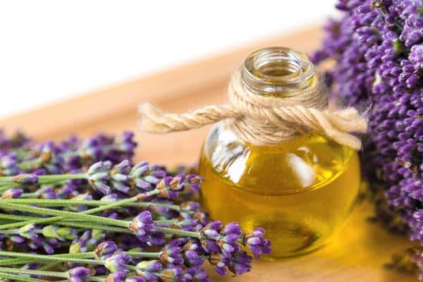تصویر 2 از قیمت خرید اسانس طبیعی اسطوخودوس عمده به صرفه و ارزان