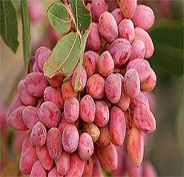 تصویر 5 از فروش عمده + خرید و قیمت پسته کوهی صادراتی لرستان