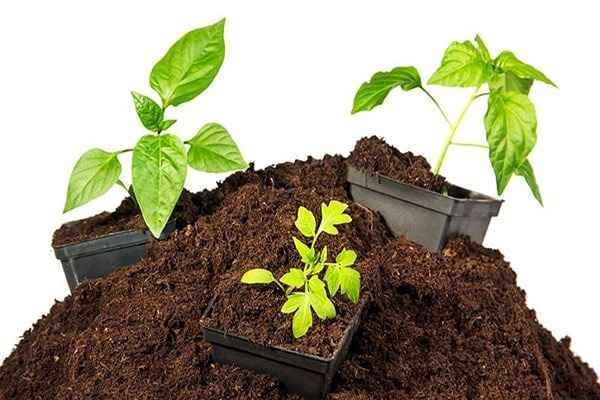 تصویر 4 از خرید خاک پرومکس ملکه + قیمت فروش استثنایی