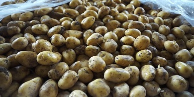 تصویر 4 از خرید سیب زمینی گلخانه ای + قیمت عالی باکیفیت