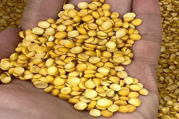 تصویر 1 از قیمت خرید لپه درشت گلستان آرتمیس + فروش ویژه