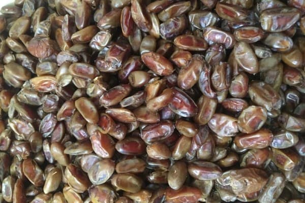 تصویر 5 از قیمت خرید خرمای رقم استعمران عمده به صرفه و ارزان