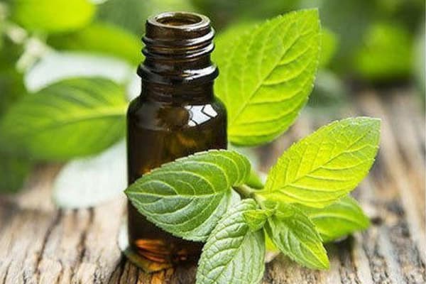 تصویر 1 از قیمت اسانس طبیعی نعنا + پخش تولیدی عمده کارخانه