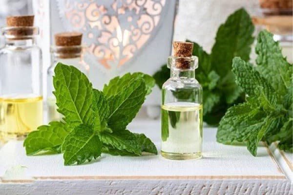 تصویر 1 از فروش اسانس طبیعی نعناع + قیمت خرید به صرفه