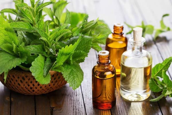 تصویر 3 از فروش اسانس طبیعی نعناع + قیمت خرید به صرفه