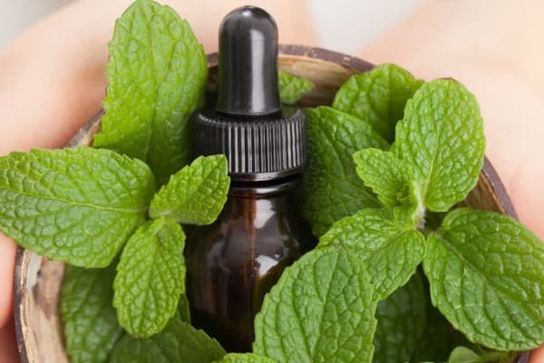 تصویر 4 از فروش اسانس طبیعی نعناع + قیمت خرید به صرفه