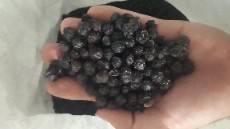 تصویر 3 از خرید آلبالو خشک خانگی + قیمت فروش استثنایی