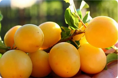 تصویر 4 از قیمت خرید آلو زرد شیرین + فروش ویژه