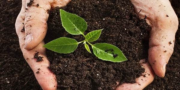 تصویر 3 از خرید و قیمت خاک پرومکس درجه یک + فروش عمده